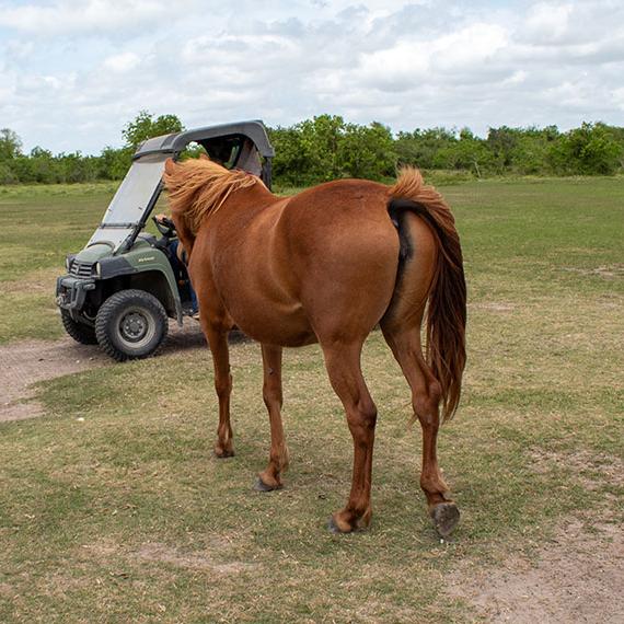 Horse named Bonnie