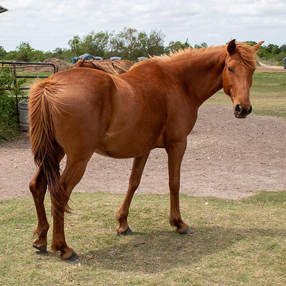 Horse named Bonnie