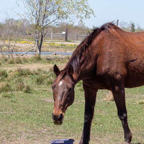 Horse named Dante