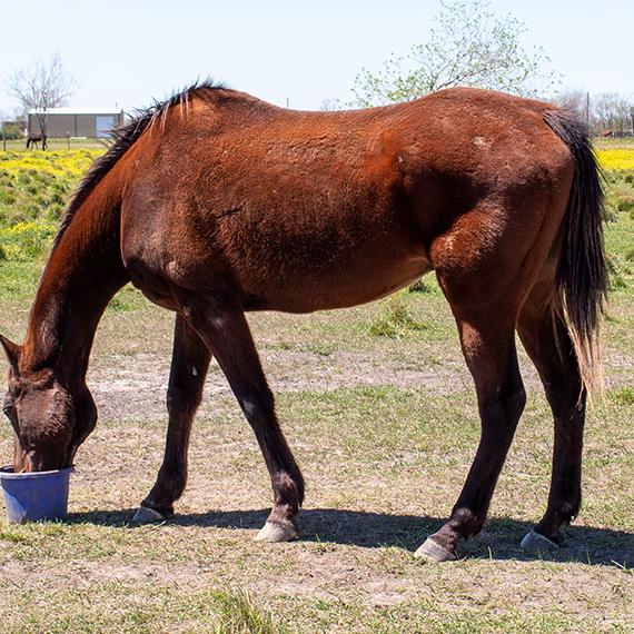Horse named Dante