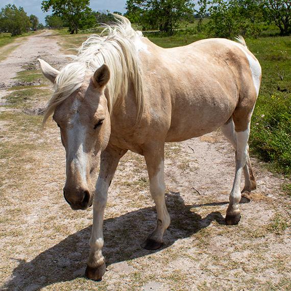 Gentle mare named Delilah