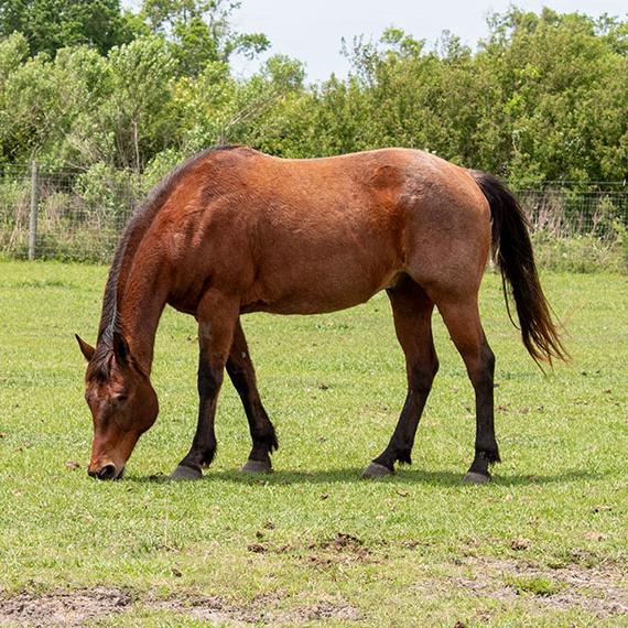 Beautiful blind Bay Roan horse named Eli