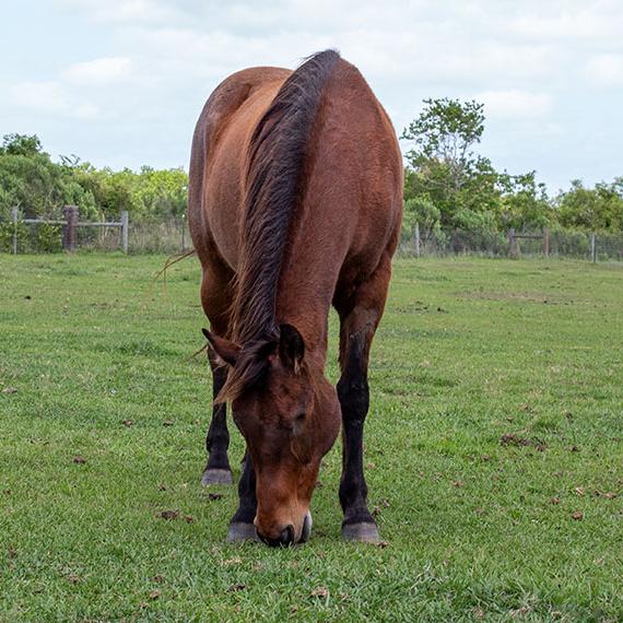 Beautiful blind Bay Roan horse named Eli