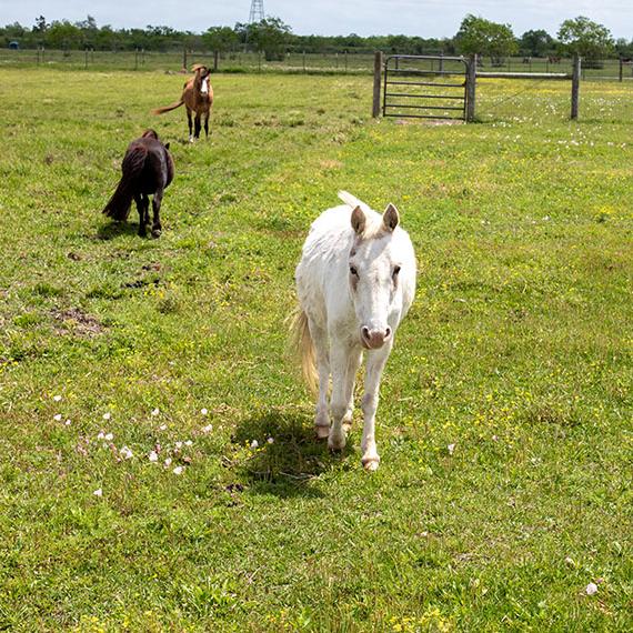 Sweet mini mule named Iris