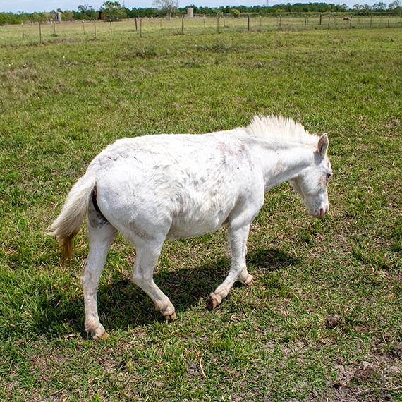 Sweet mini mule named Iris
