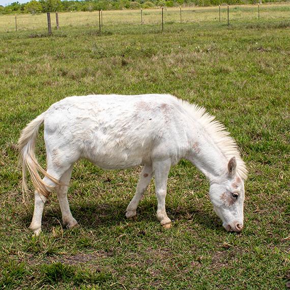 Sweet mini mule named Iris