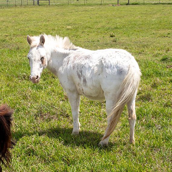 Sweet mini mule named Iris