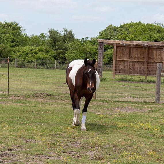 Paint named Joplin