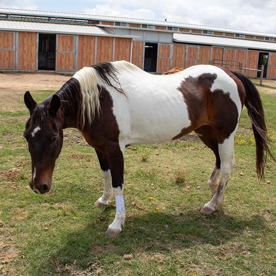 Paint named Joplin
