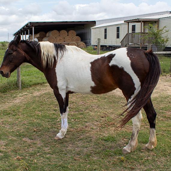 Paint named Joplin