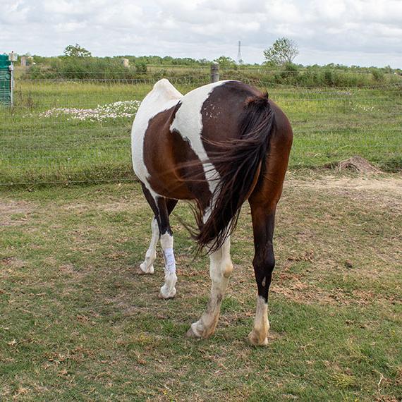 Paint named Joplin