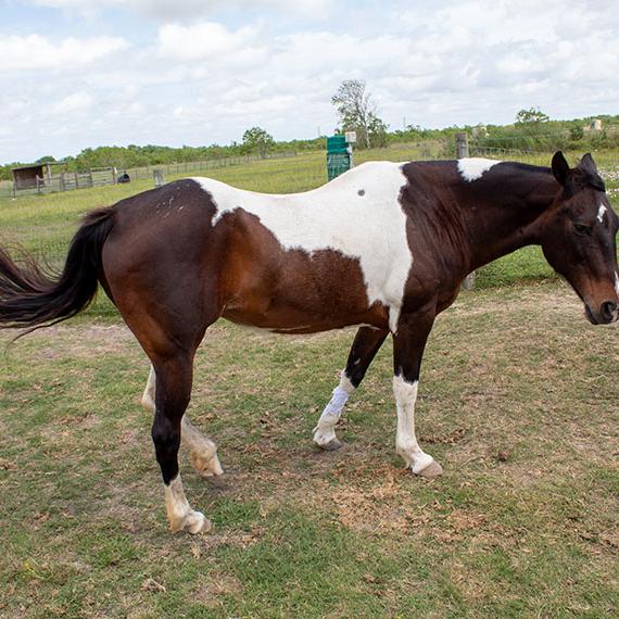 Paint named Joplin