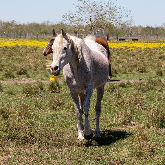 A white horse named Ninjah