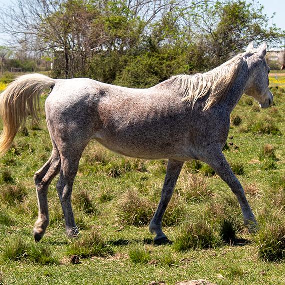A white horse named Ninjah