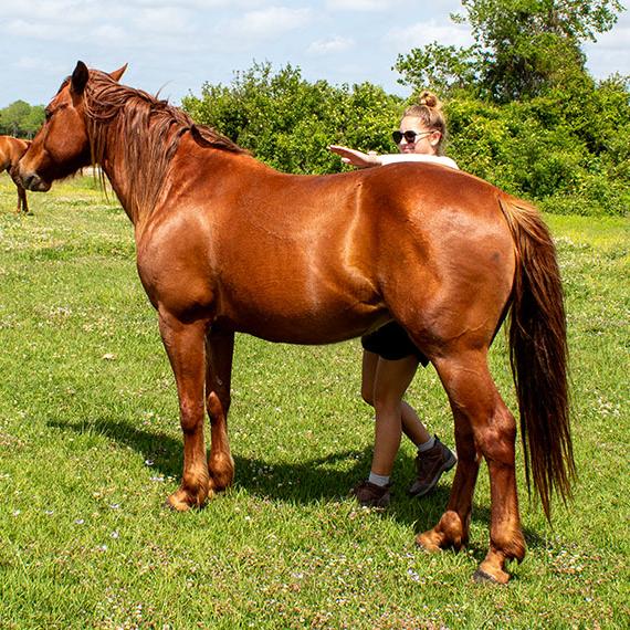Liver Chestnut Quarter Horse named Pruitt
