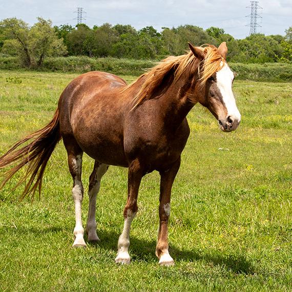 Quarter Horse named Pumpkin