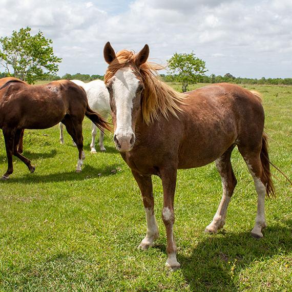 Quarter Horse named Pumpkin