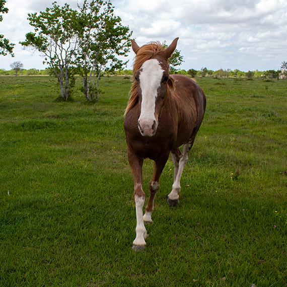 Quarter Horse named Pumpkin