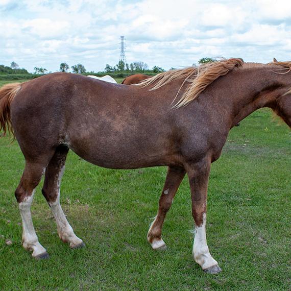 Quarter Horse named Pumpkin