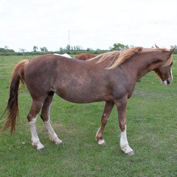 Quarter Horse named Pumpkin