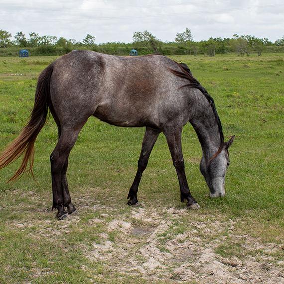 Beautiful horse named Sabine