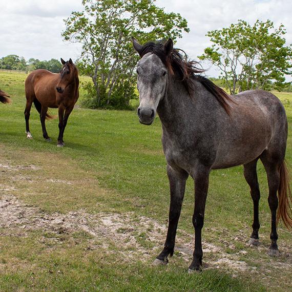 Beautiful horse named Sabine