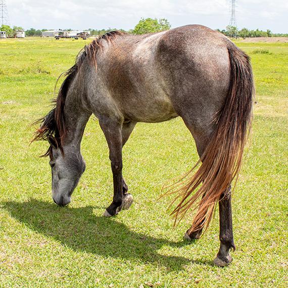 Beautiful horse named Sabine