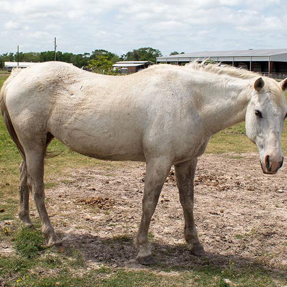 Playful horse named Snow