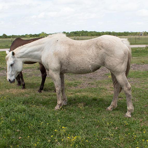 Playful horse named Snow