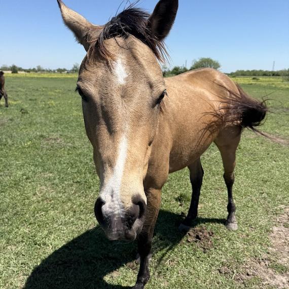 Sweet Appendix horse named Tilly