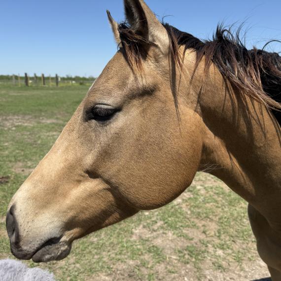 Sweet Appendix horse named Tilly