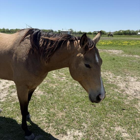 Sweet Appendix horse named Tilly