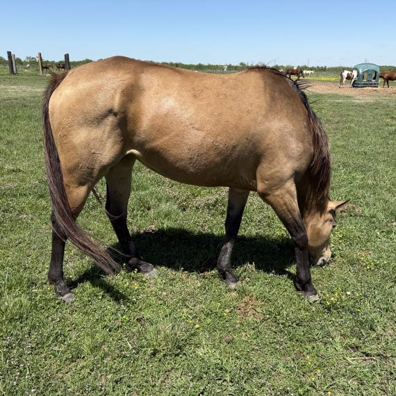 Sweet Appendix horse named Tilly