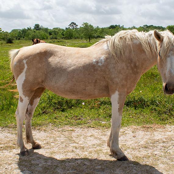 Gentle mare named Delilah