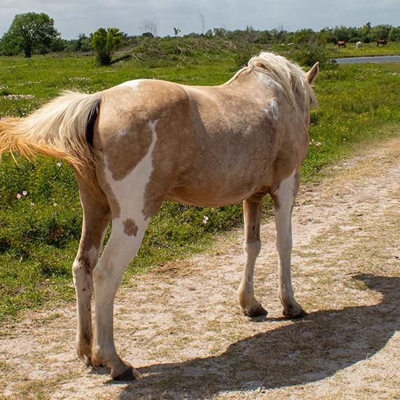 Gentle mare named Delilah