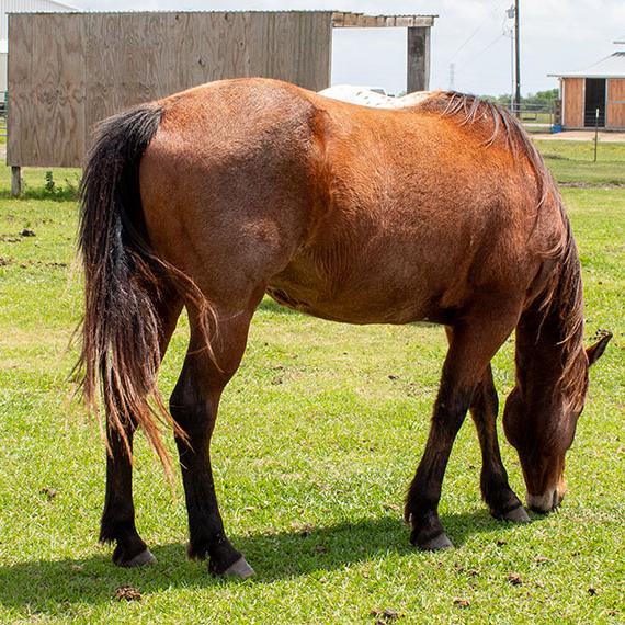 Beautiful blind Bay Roan horse named Eli