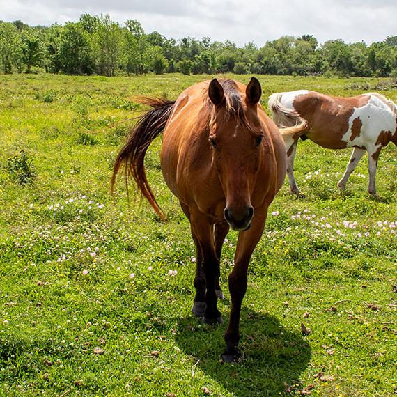 Quarter Horse named Legs