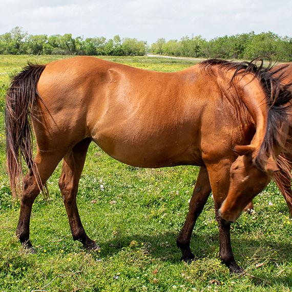 Quarter Horse named Legs