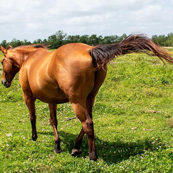 Quarter Horse named Legs