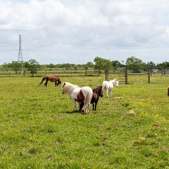 Muffin the mini horse