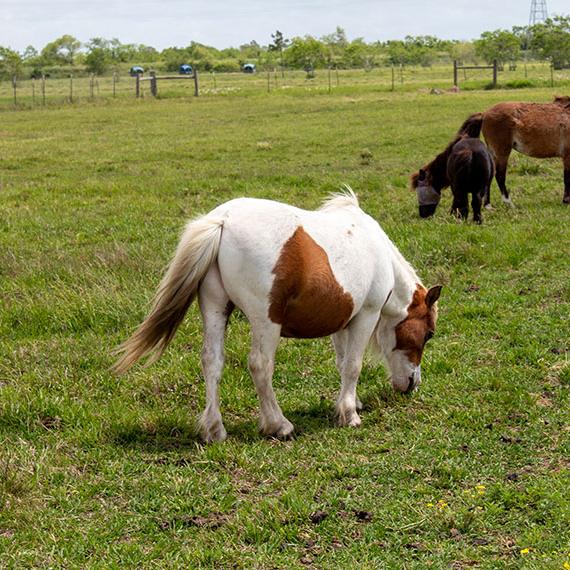 Muffin the mini horse