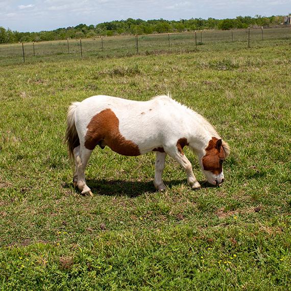 Muffin the mini horse