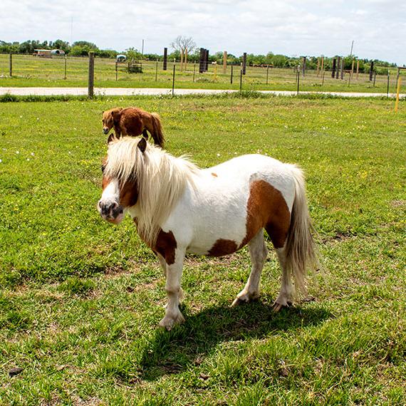 Muffin the mini horse