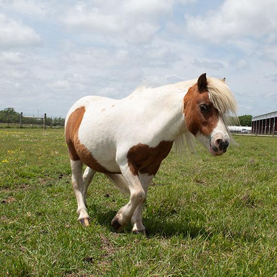 Muffin the mini horse