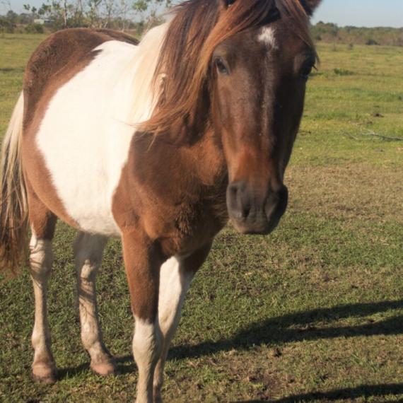 Toby on the ranch