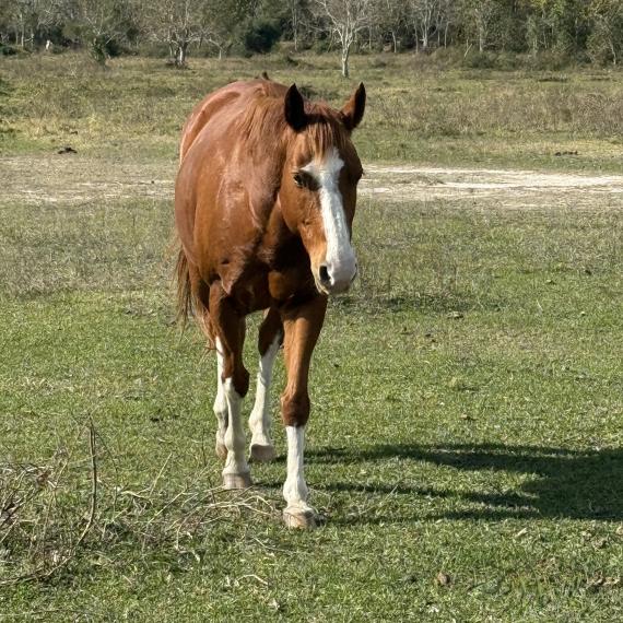 Levi, a brown horse