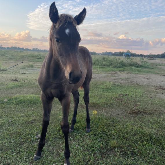 Alex, a lovable filly