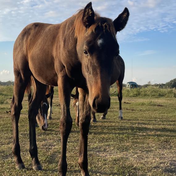Alex, a lovable filly