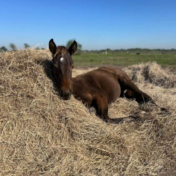 Alex, a lovable filly