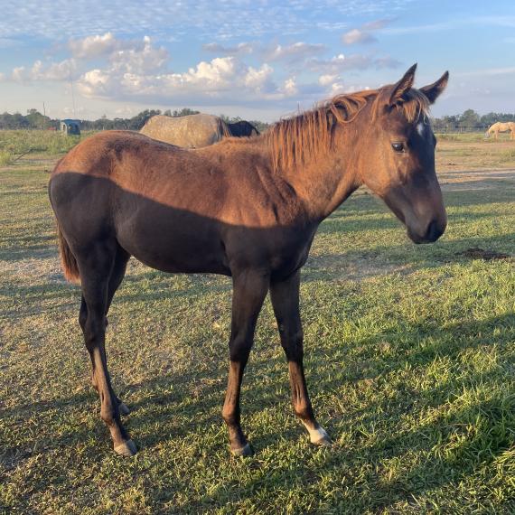 Alex, a lovable filly